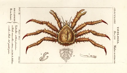 Cangrejo real de Noruega, Lithodes maja