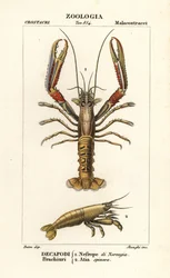 Cigalas y gambas
