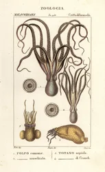 Especies de pulpo y calamar