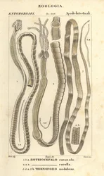 Gusanos parásitos y tenias, Bothriocephalus coronatus 1, Bothriocephalus corolla 2, y tenia del lucio, Triaenophorus nodulosus 3