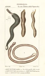 Gusanos del maní, Sipunculus nudus 1, Siphonosoma cumanense 4, etc.