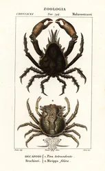 Pisa tetraodon y Micippa philyra