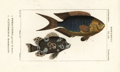 Damisela de zafiro, Pomacentrus pavo, pavone di mare 1, y labios dulces arlequín, Plectorhinchus chaetodonoides, Plettorinco chetodonoides 2