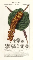 Uva de mar, Coccoloba uvifera, Uva marina