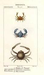Especies de cangrejos