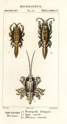 Especies de cangrejos topo o cangrejos de arena