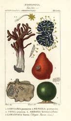 Especies de esponjas marinas