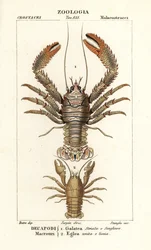 Langostas, Galathea strigosa 1, y Aegla laevis 2