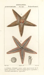 Estrella de mar, Asterias rubens