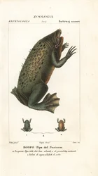 Sapo de Surinam, Pipa pipa