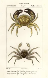 Cangrejo verrugoso y cangrejo de roca plano