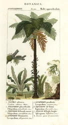 Helecho de las Indias Occidentales, Cyathea arborea, helecho enredadera, Microgramma piloselloides 2, helecho grácil, Niphidium crassifolium 3, helecho de borla gruesa, Huperzia phlegmaria 4, musgo espinoso, Lycopodiella cernua 5, cola de caballo de agua