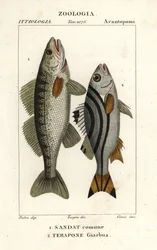 Zander, Sander lucioperca 1, y jarbua terapon, Terapon jarbua 2