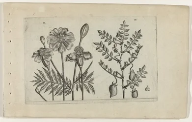 Tagetes y garbanzos Cognoscite lilia (título de la serie)