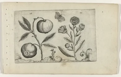 Assyrische appel en goudsbloem Conozca los lirios (título de la serie)