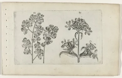 Helecho de pared y saponaria Cognoscite lilia (título de la serie)
