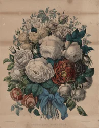 rosas y capullos de rosa
