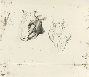 Ficha de estudio con cabeza de vaca y vaca vista de frente