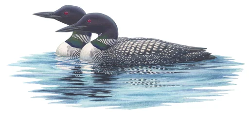 Somormujos comunes (acuarela y gouache)