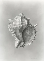 Estudio de la concha (polvo de carbono)