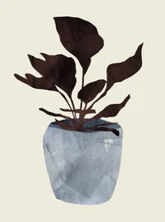 Planta de Country