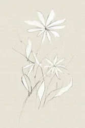 Flor de campo