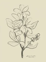 Floral 1