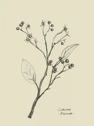 Floral 2
