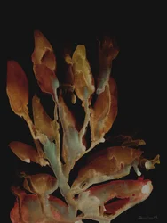 Planta nocturna