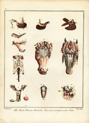 Anatomía de un caballo. 1792 (grabado)