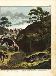 Hombres armados cazando tejones, Inglaterra