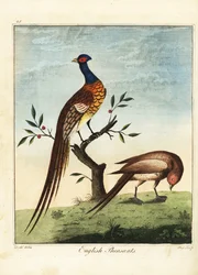 Faisanes ingleses, macho y hembra. 1792 (grabado)
