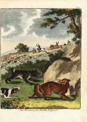 Caza del zorro