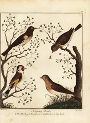 Pájaros cantores: alondra, pardillo, jilguero, alondra del cielo. 1792 (grabado)