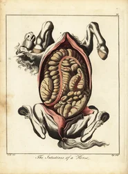 Los intestinos de un caballo. 1792 (grabado)