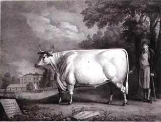 El Barón, un Premio Shorthorn (La Vaca Blanca de Nannau) grabado por Charles Joseph Hullamandel (1789-1850) 1824