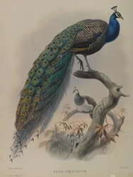Pavo Cristatus - Pavo Real Común
