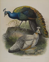 Pavo nigripennis - Pavo de hombros negros