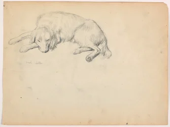 Dibujo, Dash (un Setter), ca. 1862