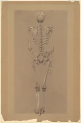 Vista trasera de un esqueleto