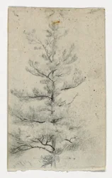 Boceto de un árbol