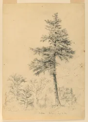 Estudio de cicuta, Gorham, New Hampshire
