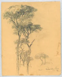Estudio de pinos, Villa Borghese, Roma