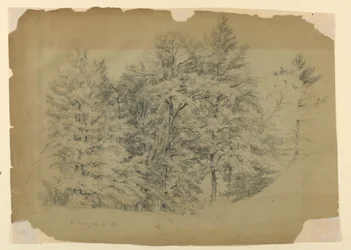 Estudio de árboles, North Conway, New Hampshire