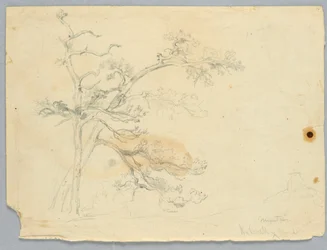 Estudio de dos pinos, montañas Catskill