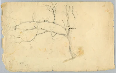 Estudio de un Árbol Sin Hojas