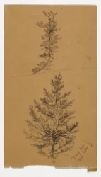 Pinos jóvenes