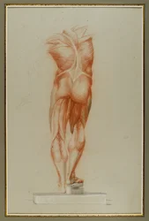 Écorché (Estudio de Figura de Musculatura), c.1848