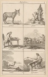 Masculino I