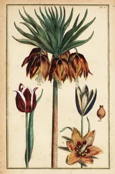 Lirio imperial, Fritillaria imperialis, y tulipanes, Tulipa gesneriana